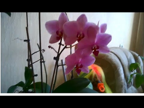 Phalaenopsis orchidej - jak se starat doma