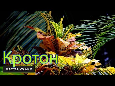 Péče o kroton (codium) doma