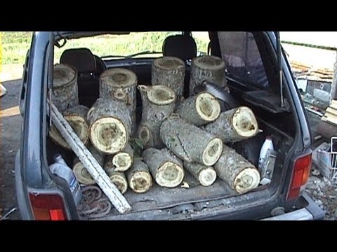 Anbau von Austernpilzen zu Hause