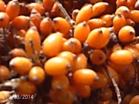 Receptes d’oli d’esboscó. Propietats i aplicació útils