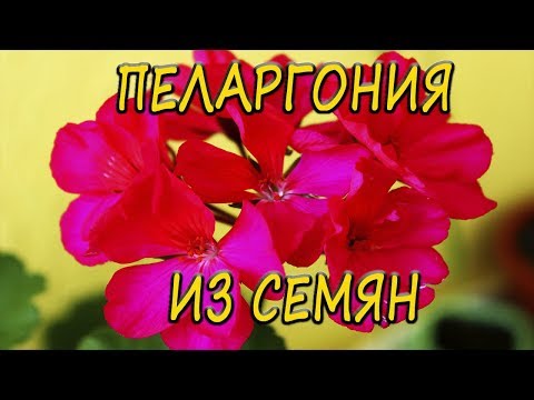 Pelargonium - péče a reprodukce doma