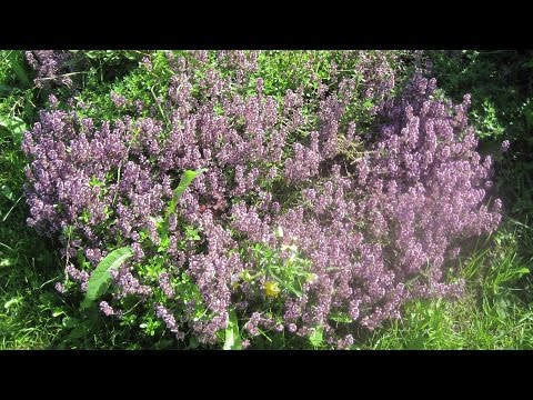 Herba de farigola - propietats útils, contraindicacions, aplicació