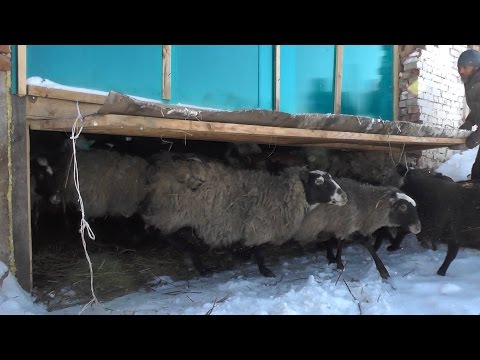 Farma u Rusiji - odakle započeti i kako uspjeti