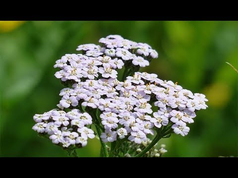 Yarrow - תועלת, נזק, רפואה מסורתית