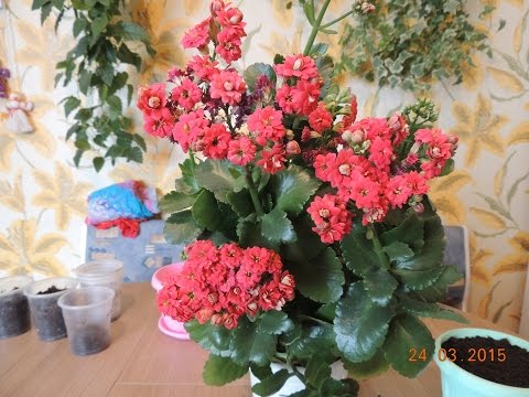 Péče o Kalanchoe doma