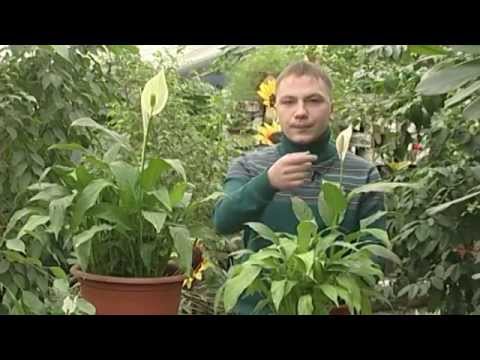 Péče o spathiphyllum doma