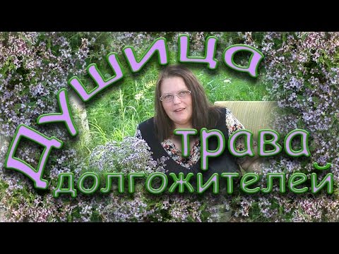 Origanum obyčejná tráva - léčivé vlastnosti, recepty, kontraindikace