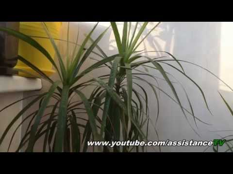 Com cuidar la dracaena a casa
