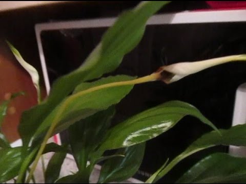 Péče o spathiphyllum doma