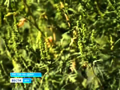 אמברוזיה - כאשר היא פורחת, מועילה ופוגעת