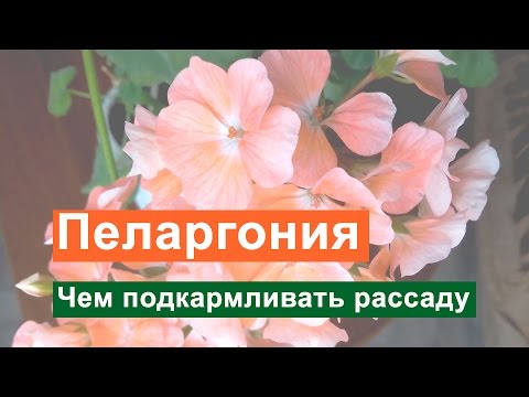 Pelargonium - péče a reprodukce doma