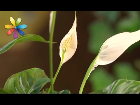 Péče o spathiphyllum doma