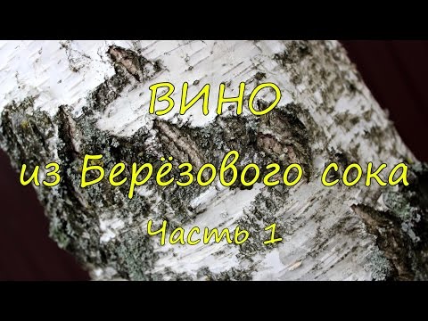 Birkensaft - Wann sammeln, Nutzen und Schaden