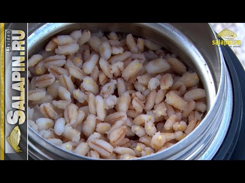 Come cucinare rapidamente l'orzo in acqua, senza ammollo, in una pentola a cottura lenta