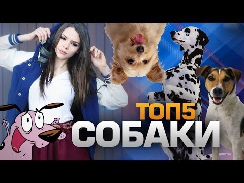 Jak si vybrat psa pro domov a byt