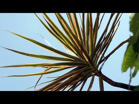 Com cuidar la dracaena a casa