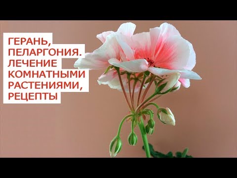 Pelargonium - péče a reprodukce doma