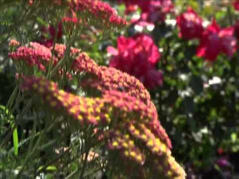 Yarrow - תועלת, נזק, רפואה מסורתית