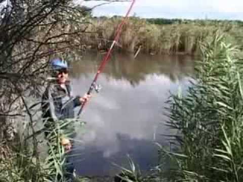 Jak a co chytat kapra? Návyky, návnady, video
