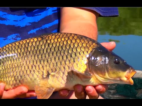 Jak a co chytat kapra? Návyky, návnady, video