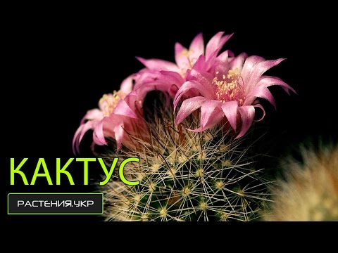Kaktusy: druh, domácí péče, chov, poradenství a nemoc