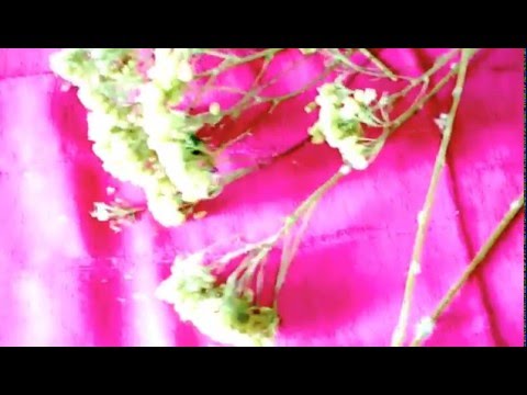Yarrow - תועלת, נזק, רפואה מסורתית