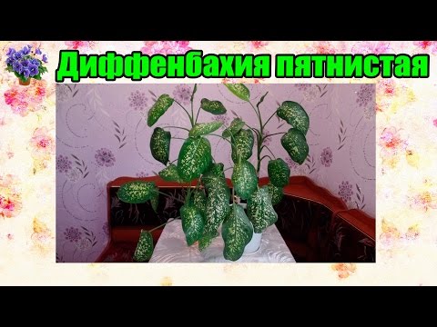 Domácí péče o dieffenbachia