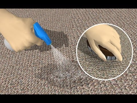 Jak se zbavit vůně kočičí moči v botách, na nábytku a kobercích