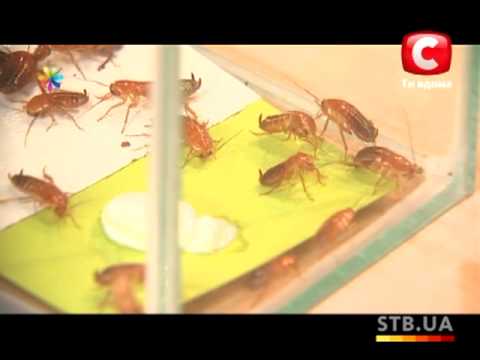 Jak se zbavit mravenců v domě navždy
