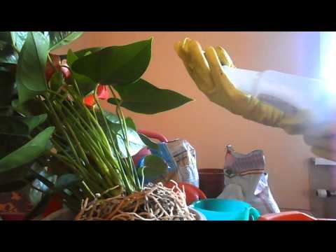 Anthurium - domácí péče, proč listy suché a nekvetou