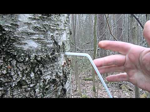 Birkensaft - Wann sammeln, Nutzen und Schaden