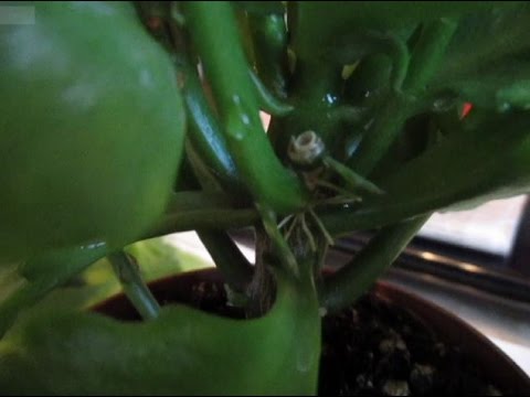 Péče o Kalanchoe doma