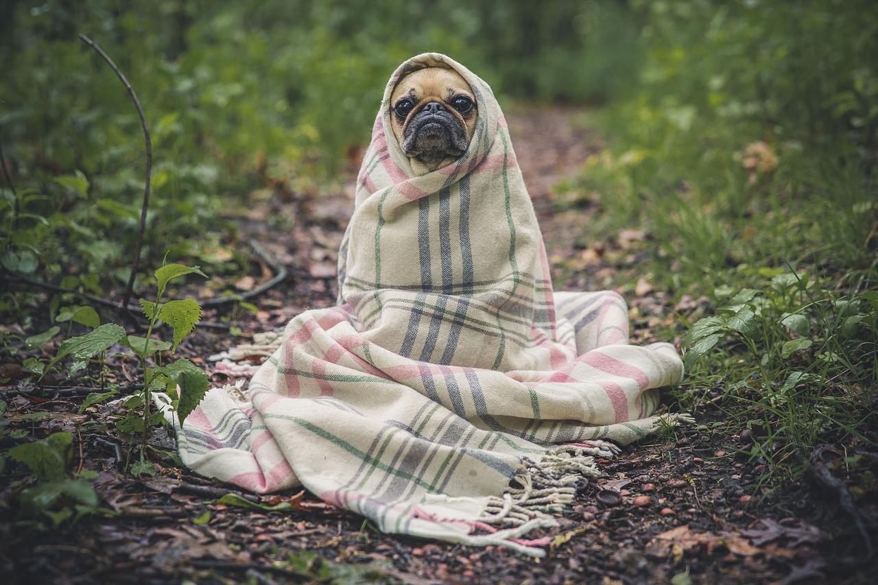 Pug embolicat en una manta