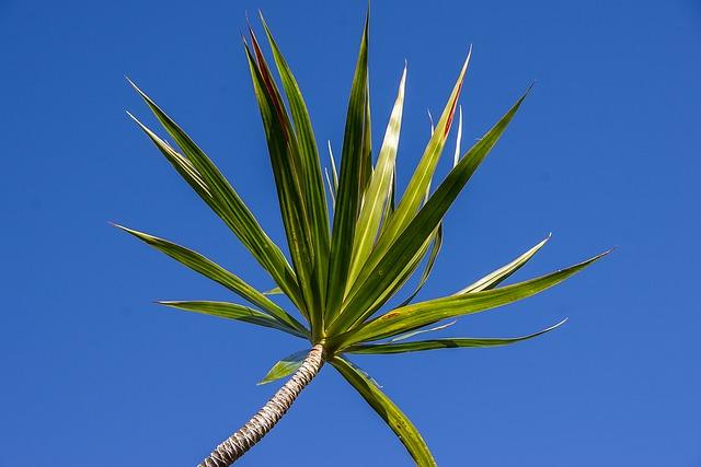Foto de dracaena leaf