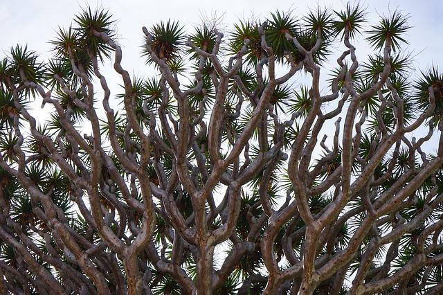 Dracaena en estat salvatge