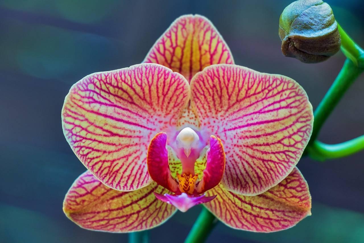 אנו שותלים phalaenopsis סחלב בבית