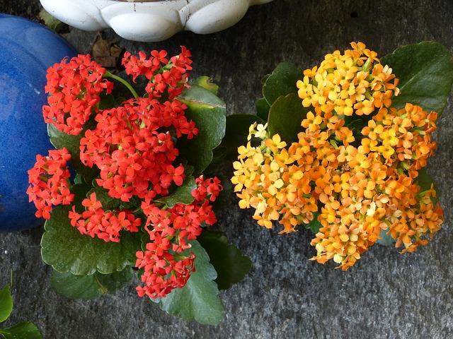 Žluté a červené květy Kalanchoe