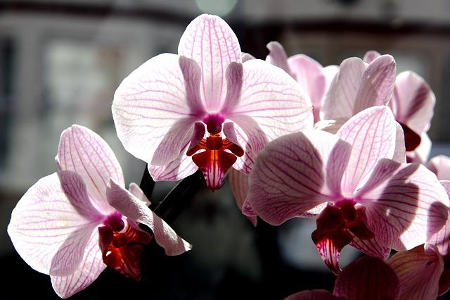 Velké květenství phalaenopsis