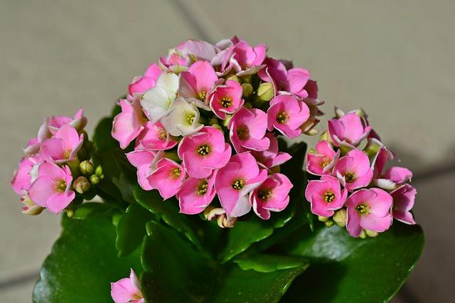 Růžové květy na Kalanchoe