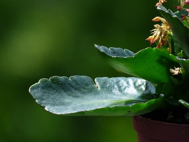Velké listy Kalanchoe