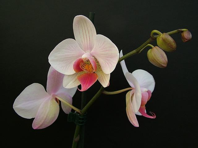 Bílé květenství u phalaenopsis