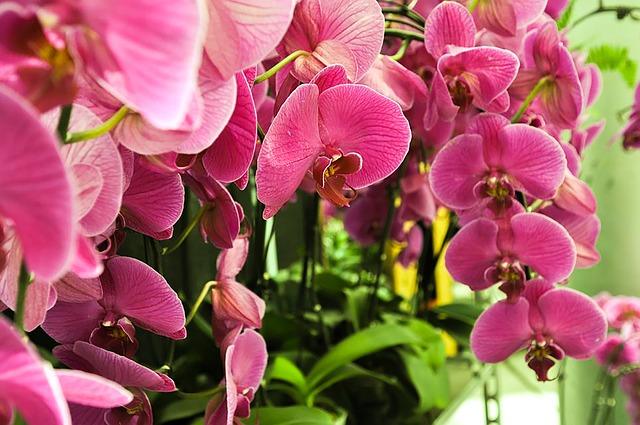 Malé květiny na phalaenopsis