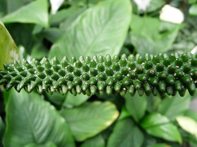 Květenství Spathiphyllum nezbledne