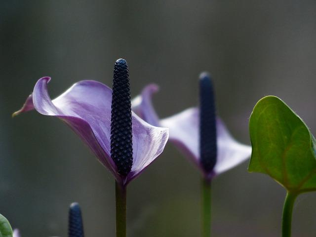 Fialové květenství spathiphyllum