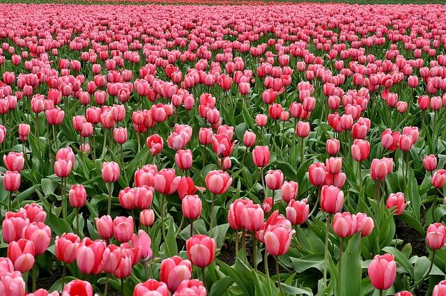 Tulpenfeld