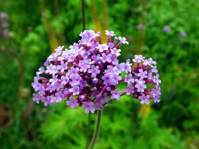 תצלום Yarrow ארגנטינאי