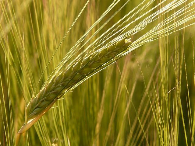 Foto delle orecchie mature di orzo