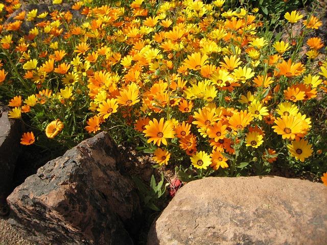 Foto von Ringelblumen im wilden