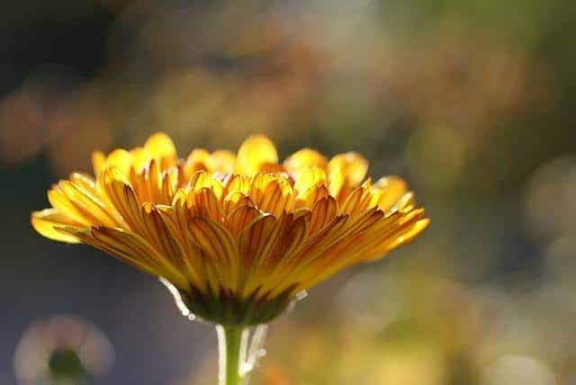 Foto einer schönen Calendulablume