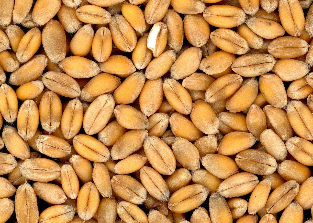 Come cucinare l'orzo perlato